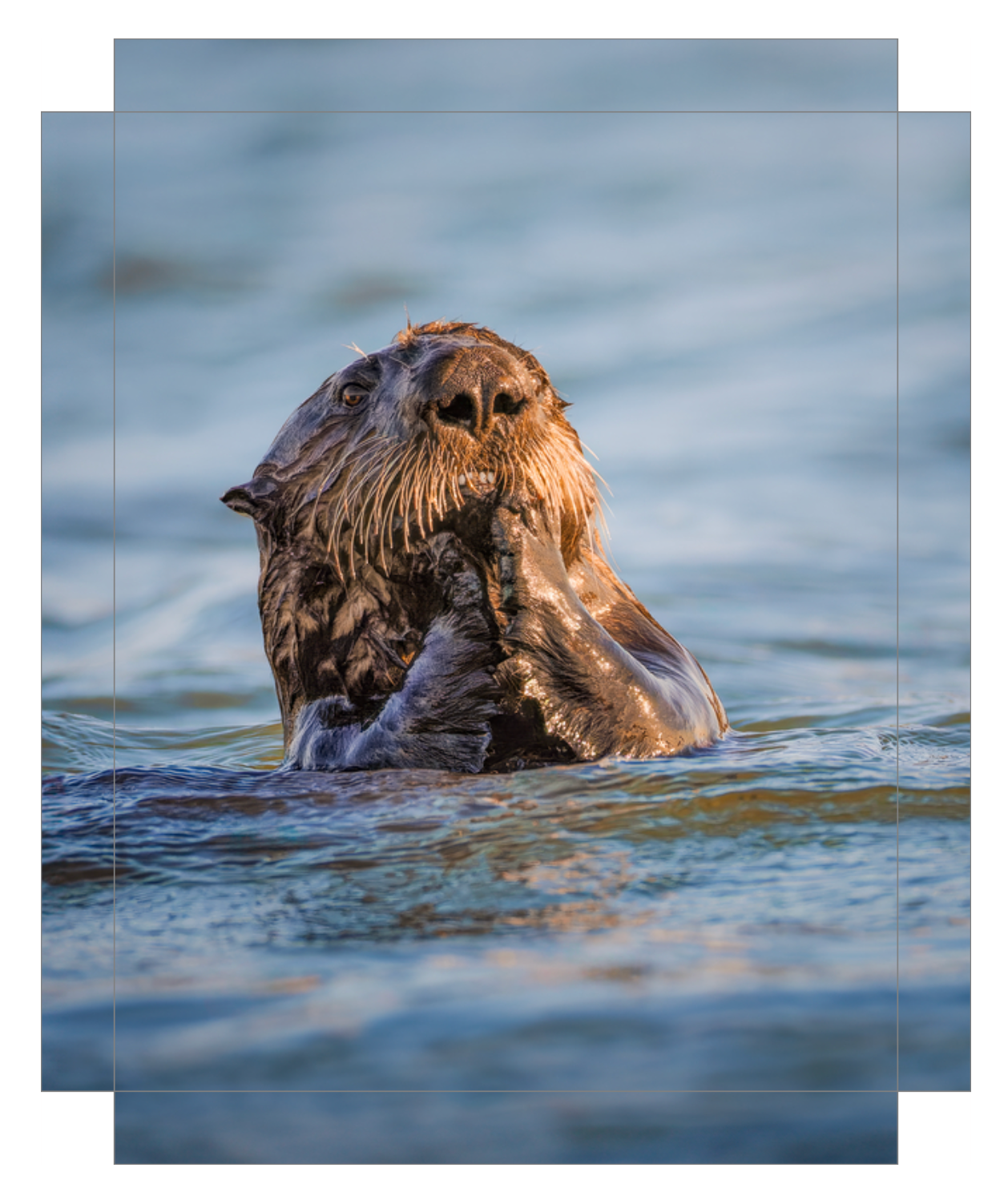'Elkhorn Slough Sea Otter'