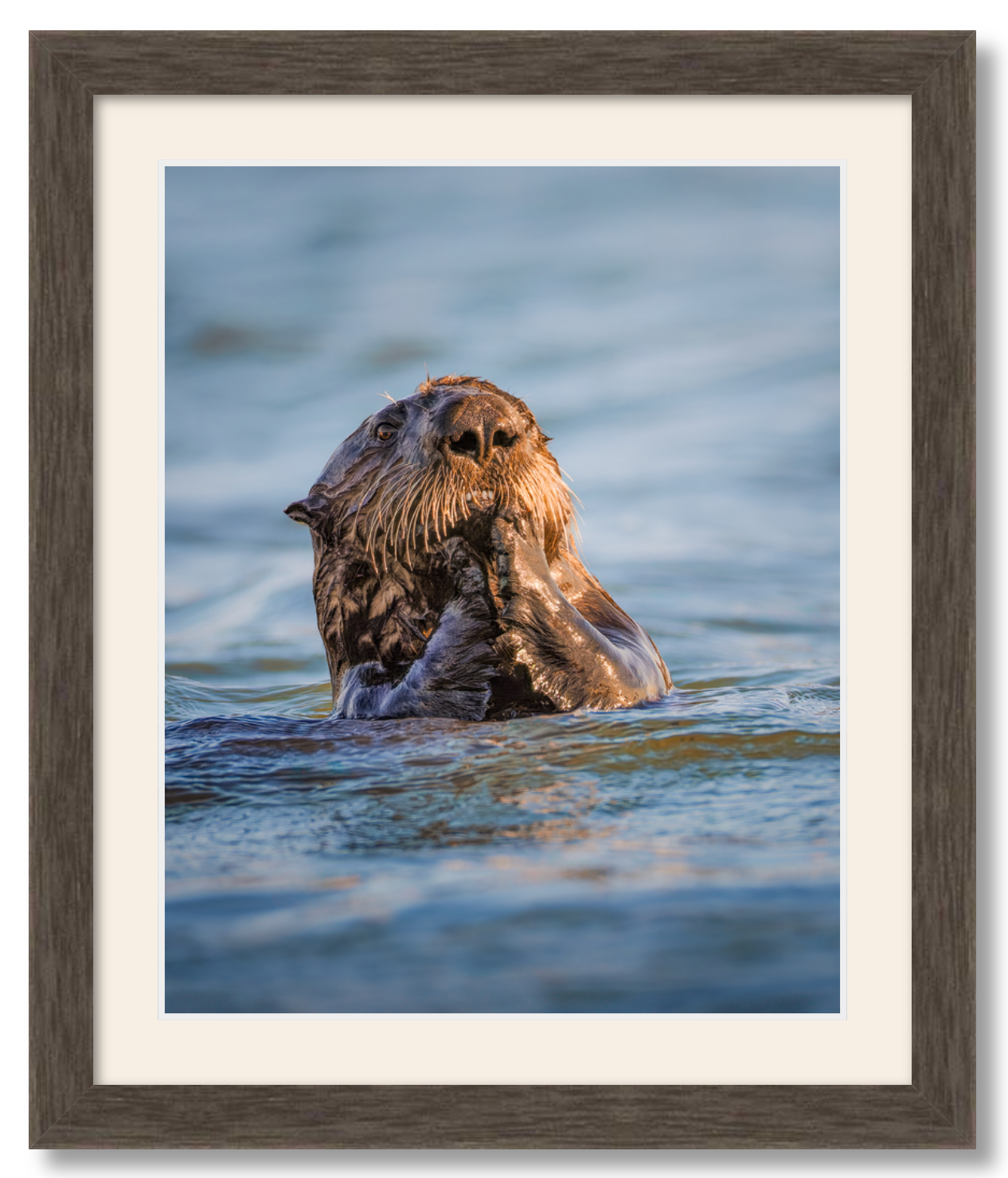 'Elkhorn Slough Sea Otter'