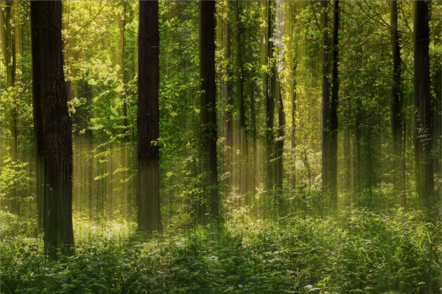 Forest Glow