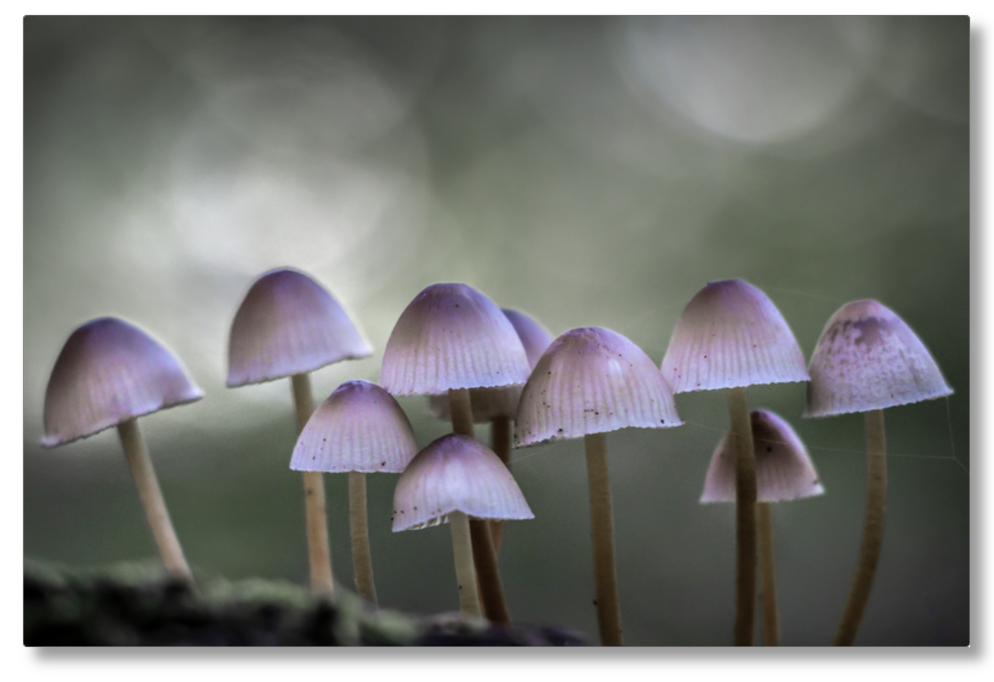 Ten Little Warriors